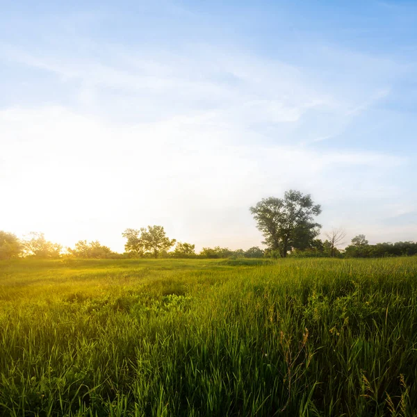 Grüne Prärie Bei Sonnenuntergang Ruhige Sommerliche Landschaft — Stockfoto