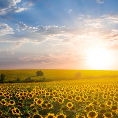 Günbatımında mavi bulutlu gökyüzünün altındaki geniş ayçiçeği tarlası, tarımsal kırsal alan