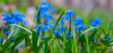 Ormandaki mavi kar damlası yığını, güzel doğal arka plan.