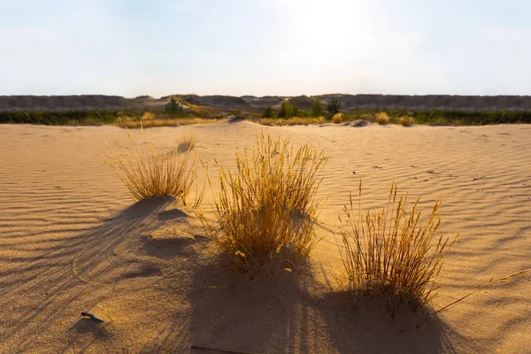 Široká Horká Písečná Poušť Při Západu Slunce Divoké Přírodní Pozadí — Stock fotografie