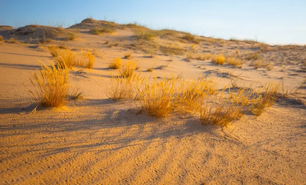 在灿烂的晚霞的照耀下 沙质草原的特写 — 图库照片