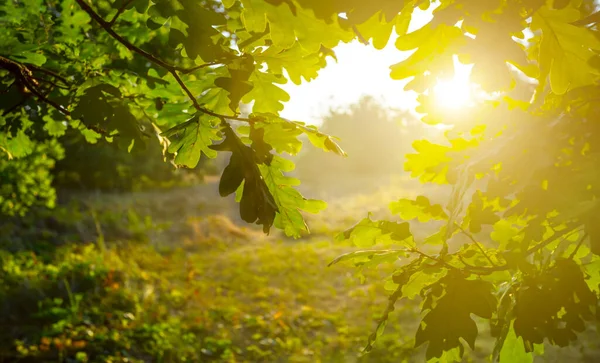 Detailní Záběr Dub Lese Světle Ranního Slunce — Stock fotografie