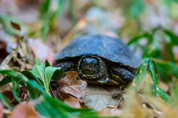 Closeup Turtle Crawl Leaves Forest — Stock Photo, Image