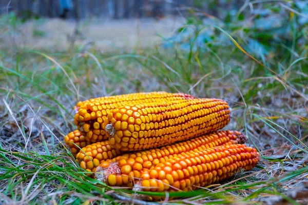 Közeli Halom Kukoricacsutka Fekszik Füvön Erdei Tisztáson — Stock Fotó