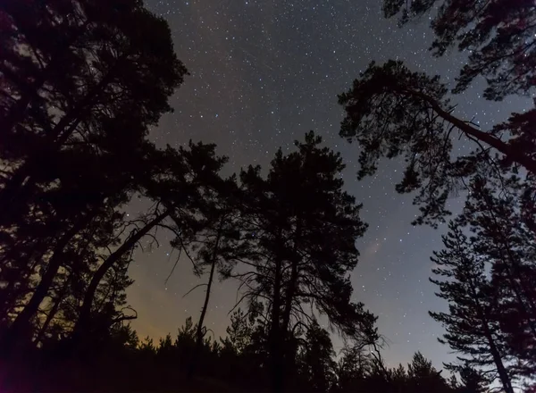 Karanlık Yıldızlı Gökyüzünün Altında Orman Silueti Açık Havada Yaz Gecesi — Stok fotoğraf