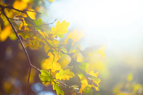 Närbild Träd Skogen Ljuset Tidig Morgon Sol — Stockfoto