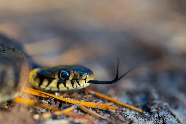 Serpent Rampant Sur Sol Fond Naturel Animal Sauvage — Photo