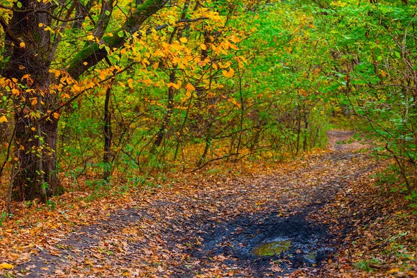 Špinavá Pozemní Cesta Pokrytá Suchými Listy Lese Podzimní Přírodní Zázemí — Stock fotografie