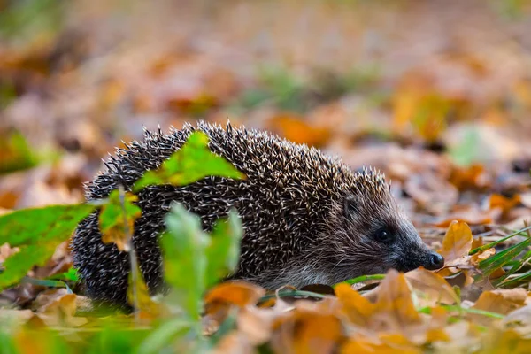 Little Hedgehog Red Dry Autumn Leaves Beautiful Seasonal Natural Animal — Stock Photo, Image