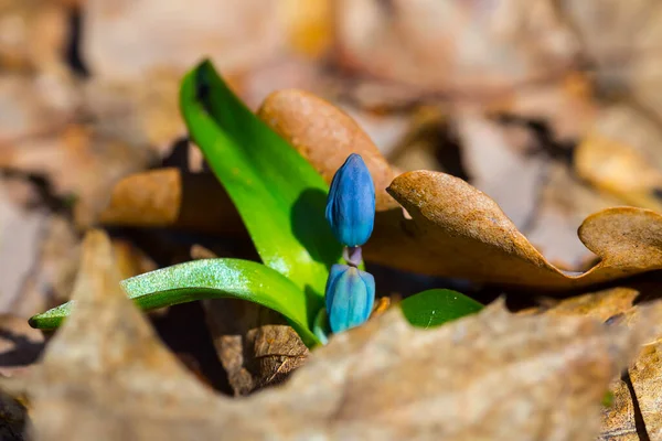 Close Hoop Van Blauwe Sneeuwdruppel Bloemen Het Bos Prachtige Natuurlijke — Stockfoto