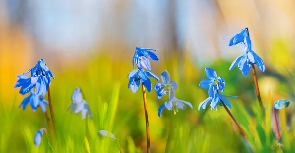 Closeup Heap Blue Snowdrop Flowers Forest Beautiful Natural Outdoor Background — Stock Photo, Image