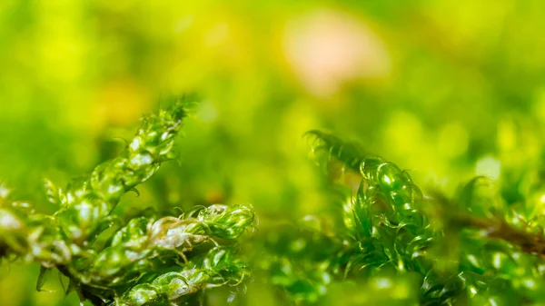 Detailní Záběr Malá Zelená Rostlina Lese Přírodní Makro Pozadí — Stock fotografie