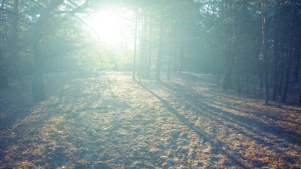 Leśna Polana Świetle Iskrzącego Słońca Naturalne Zewnętrzne Tło — Zdjęcie stockowe