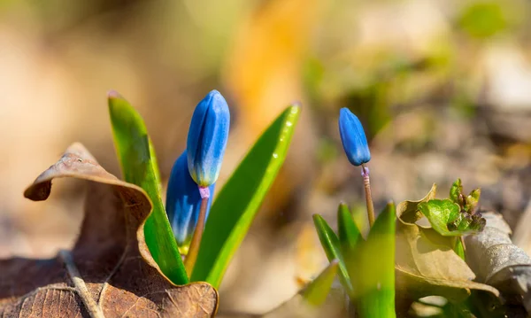 森林林荫上的蓝色雪花 美丽的自然春光背景 — 图库照片
