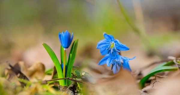 Blauwe Sneeuwdruppel Bloemen Bos Glade Mooie Natuurlijke Lente Achtergrond — Stockfoto