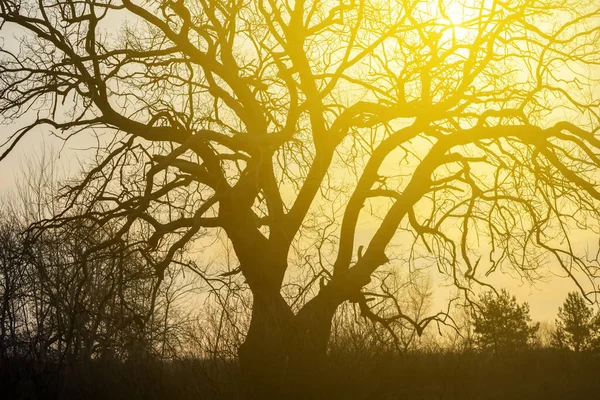 Detailní Strom Silueta Světle Večerního Slunce Přírodní Venkovní Pozadí — Stock fotografie