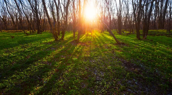 Günbatımında Yeşil Geniş Orman Açıklığı Doğal Arka Plan — Stok fotoğraf