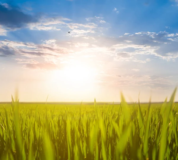 Closeup Green Rural Field Sunset Countryside Industry Background — Stock Photo, Image