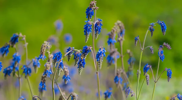 草原上的野生蓝花特写 夏季自然背景 — 图库照片