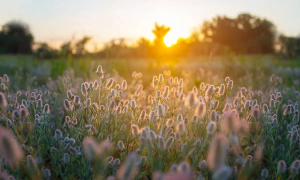 夏の森は日没時に野の花で輝き — ストック写真
