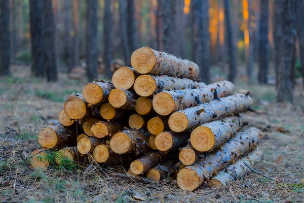 Closeup Pine Tree Trunk Lie Forest Deforestation Outdoor Scene — Stock Photo, Image