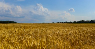 Mavi bulutlu gökyüzü altında yaz buğday tarlası, yaz tarımı arka planı