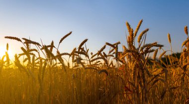 Akşam güneşi ışığında altın buğday kulakları, yaz kırsal tarım manzarası
