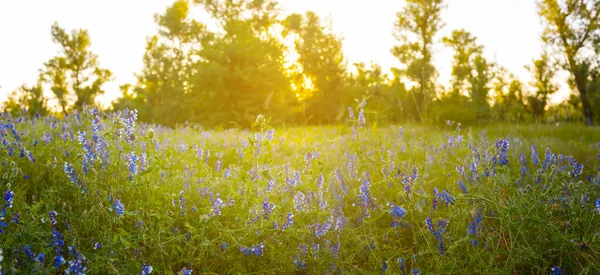 summer forest glade with flowers at the sunset, beautiful evening countryside scene