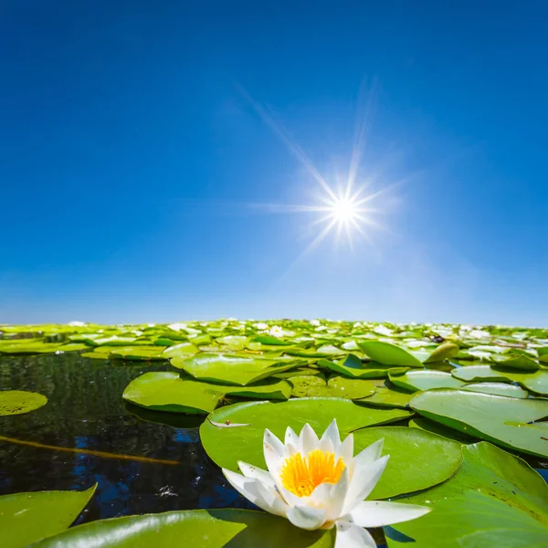 Ninfea Bianca Galleggiante Sul Lago Tra Piante Acquatiche Estate Giornata — Foto Stock