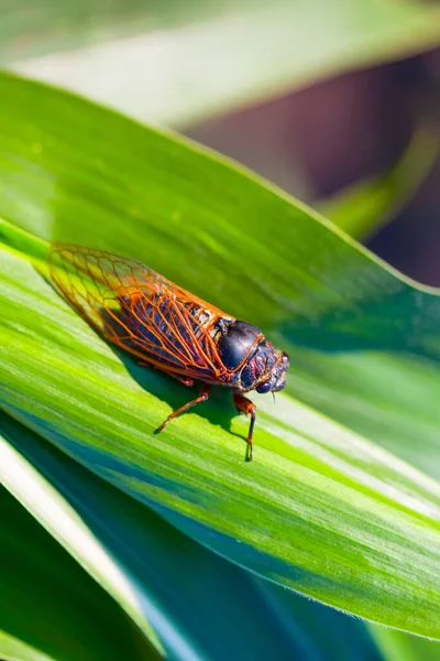 Büyük Ağustos Böceği Yaprağın Üzerine Oturur Vahşi Hayvan Doğal Arka — Stok fotoğraf