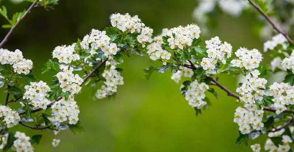 Detailní Jabloně Větve Květu Přírodní Rostlinné Pozadí — Stock fotografie