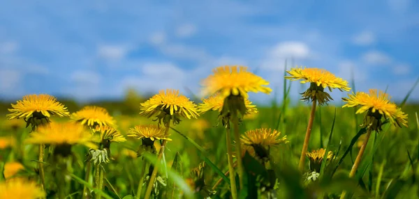 Closeup Yellow Dandelion Flowers Green Grass Blue Cloudy Sky — Stock Photo, Image