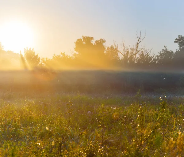 Sommerwaldlichtung Nebel Bei Sonnenaufgang — Stockfoto