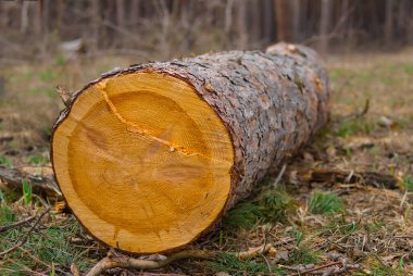 Yakın çam ağacı gövdesi Orman açıklığında uzanıyor