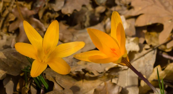 Kapalı Sarı Yaban Örümceği Çiçek Ormanı Güzel Doğal Arka Plan — Stok fotoğraf