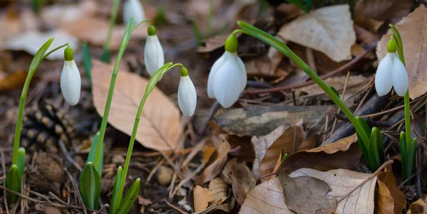 Closeup Heap White Snowdrop Flowers Forest — Stock Photo, Image