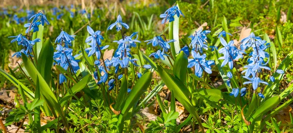 Heap Blue Snowdrop Flower Forest — Stock Photo, Image