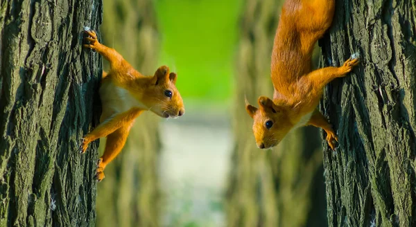 Pair Red Squirrel Sit Tree — Stock Photo, Image