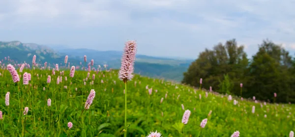 草原や花のある緑の山の台地 — ストック写真