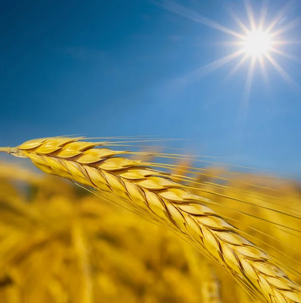 輝く太陽の下で黄金の小麦畑を閉鎖自然農業の背景 — ストック写真
