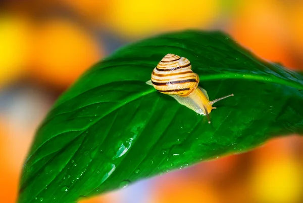 Gros Plan Escargot Raisin Grawl Sur Feuille Verte Fond Animal — Photo