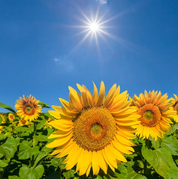 Gros Plan Champ Tournesol Doré Sous Soleil Scintillant Concept Été — Photo