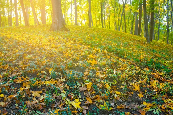 Autumn Forest Glade Light Sun — Stockfoto