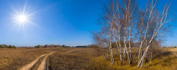 Alone Birch Tree Growth Autumn Prairie Sunny Day — Zdjęcie stockowe