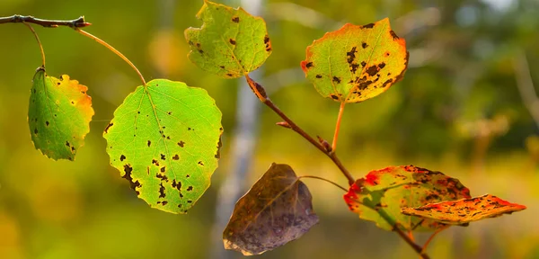 Closeup Red Aspen Autumn Tree Branch Natural Seasonal Background — Stock Photo, Image