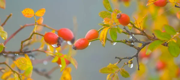 Closeup Briar Bush Ripen Berries Water Drop Autumn Natural Wild — Stock Photo, Image