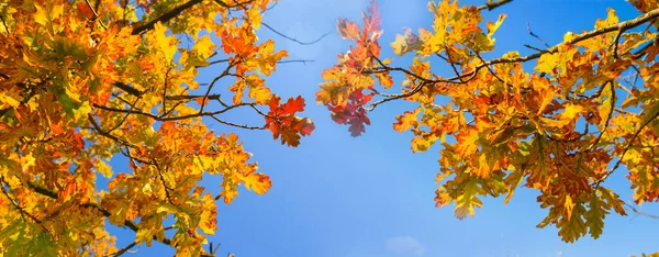 Closeup Red Oak Autumn Tree Branch Blue Sky Background Natural — ストック写真