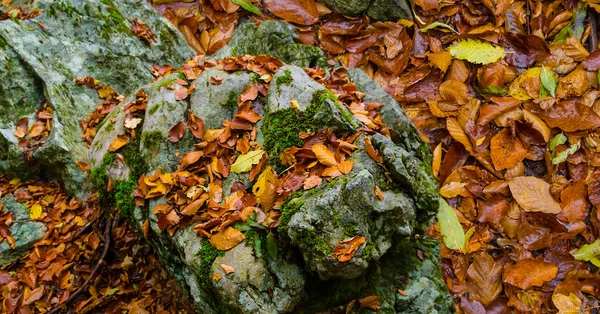 Closeup Huge Stone Red Dry Leaves Seasonal Natural Background — Stockfoto