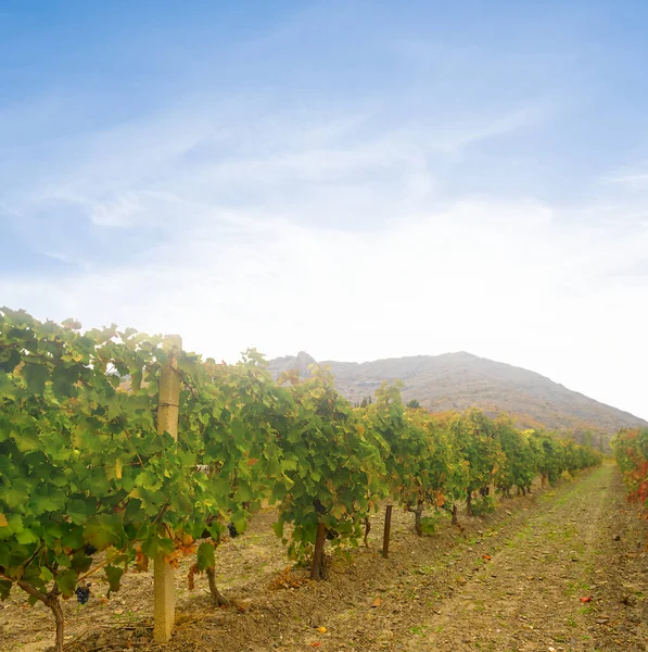 Vineyard Mountain Valley Early Morning — Stockfoto