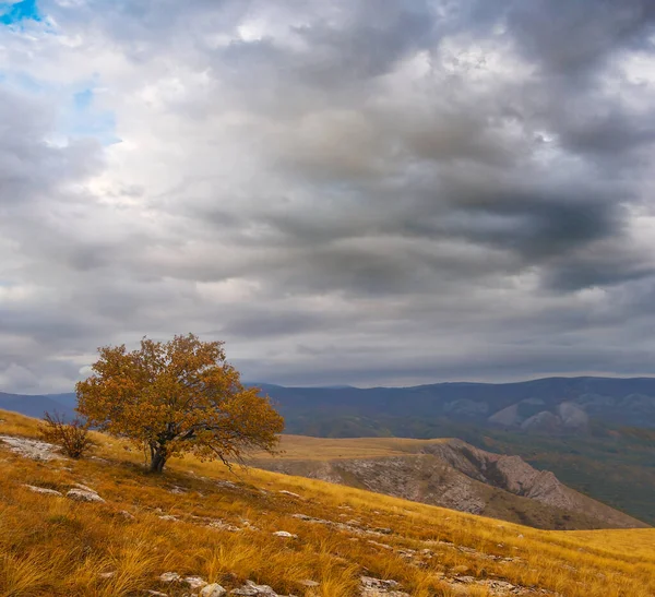 Alone Red Tree Growth Mount Slope Dense Dramatic Cloudy Sky — Stok fotoğraf